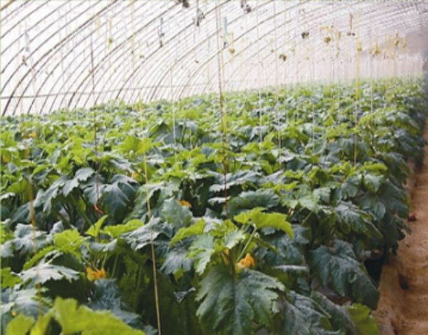 成都日光溫室 成都日光溫室